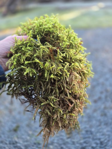 Live sphagnum moss - sphagnum, size