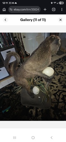 Taxidermy baboon - baboon,