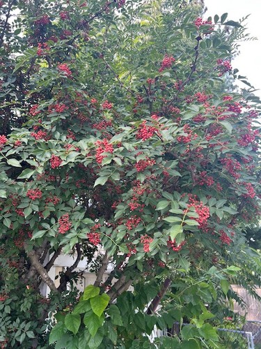 Live sichuan pepper tree - sichuan,