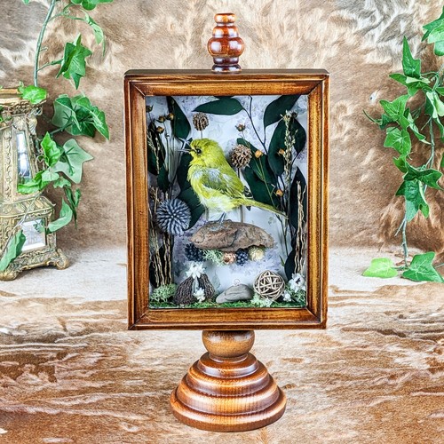 Victorian style taxidermy - victorian,