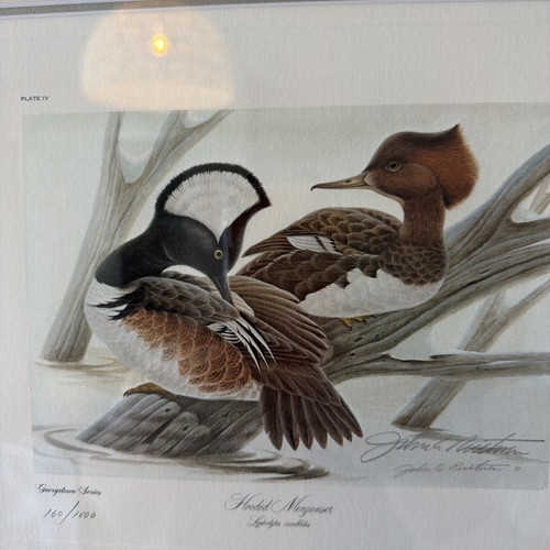 John ruthven hooded merganser - john,