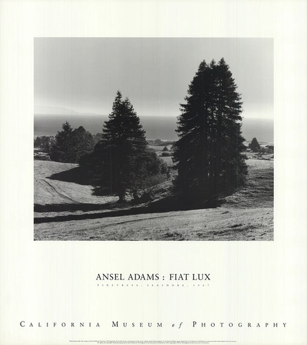 Ansel adams pinetrees - adams,