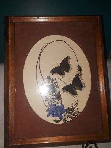 Vintage framed butterfly
