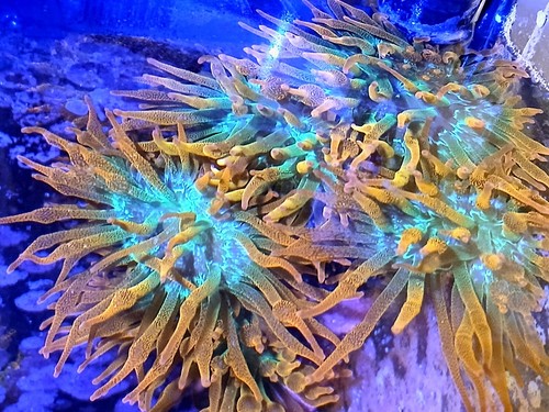 Rainbow bubble tip anemone - bubble,