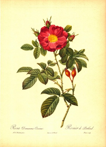 Rosa damascena coccinea - damascena,