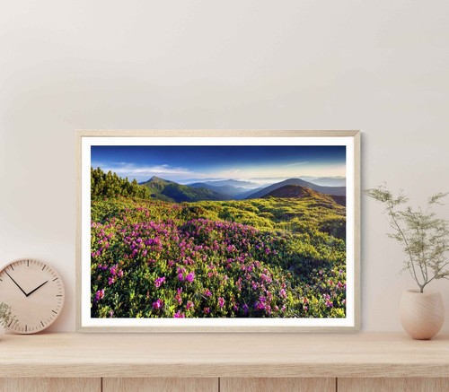 Pink rhododendron flowers - rhododendron, on