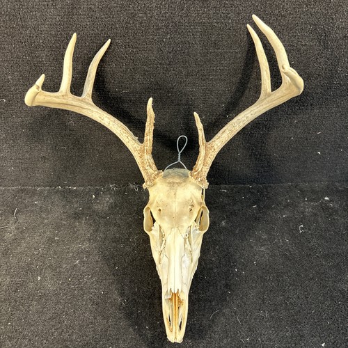 Whitetail deer skull antler - skull,