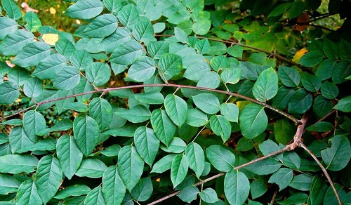 Kentucky coffee tree seeds - coffee,