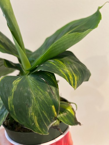 Musa cavendish banana - cavendish,