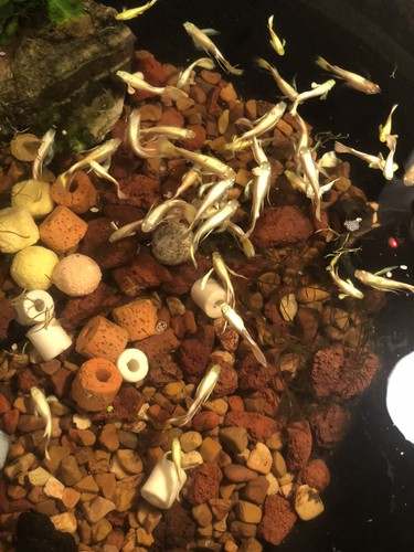 Fish guppy - fish,