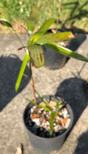Rhapis laoensis true - laoensis,