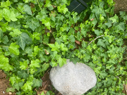 English ivy perennial - ivy,
