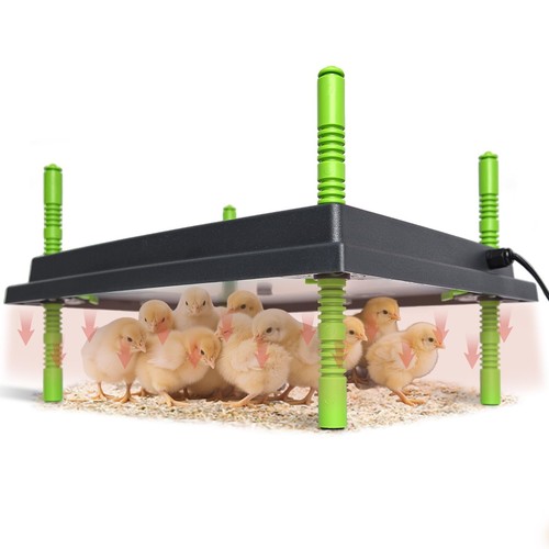 Chick brooder heater plate - chick,