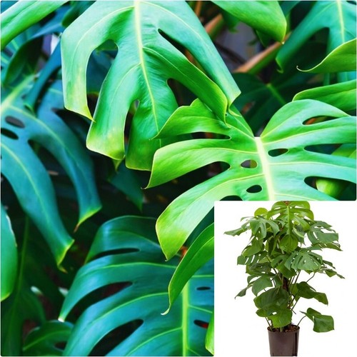 Monstera deliciosa split leaf - monstera,