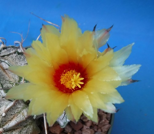 Astrophytum capricorne four - astrophytum,