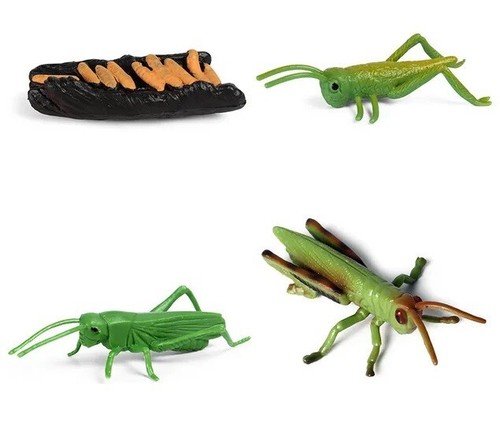 Life cycle bush - bush, animal