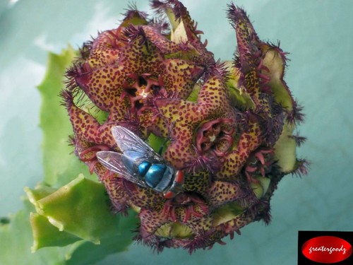 Caralluma foulcheri