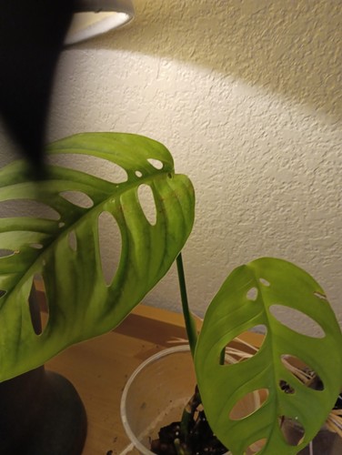 Rare monstera epipremnoides - monstera,
