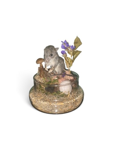Taxidermy juvenile wood rat - taxidermy,