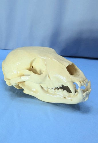 Replica black brown - black, skull