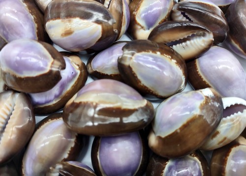 Purple top serpent head cowrie - purple,