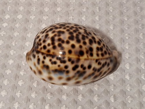 Tiger cowrie cypraea tigris - cowrie,