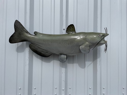 Channel catfish full mount - 29",
