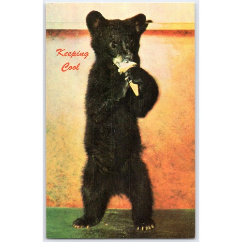 Postcard black bear keeping - bear,