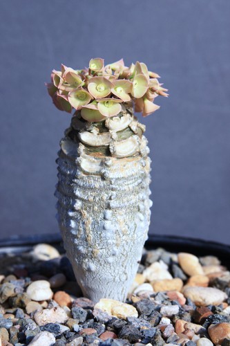 Euphorbia alfredii exotic - euphorbia,
