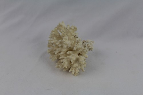 Vintage natural white coral - vintage,