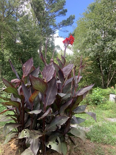 Purple leaf canna - leaf, lily