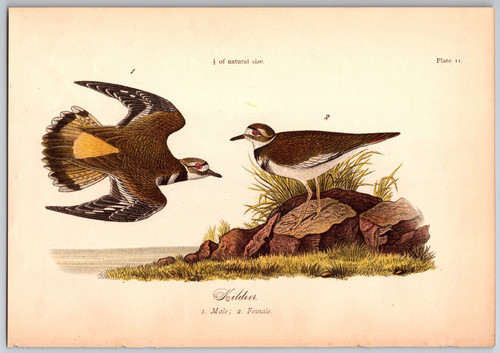 1888 bird print kildere - 1888,