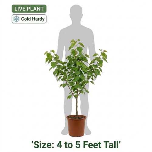 Live blenheim apricot tree - apricot,