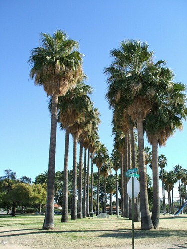 Washingtonia robusta mexican - washingtonia,