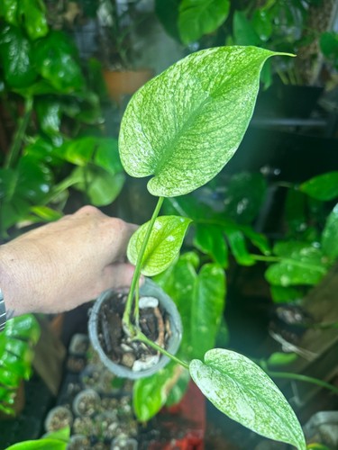 Monstera mint large form white - mint,