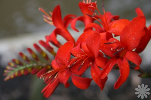 Crocosmia lucifer 100 - crocosmia,