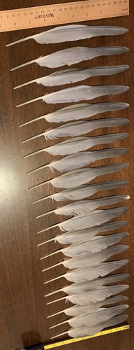 Domestic bird feathers - feathers, 21