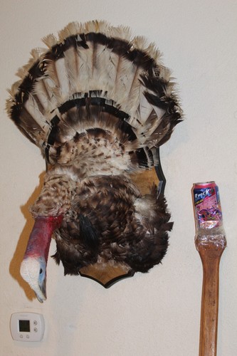Turkey mount taxidermy tom - turkey,