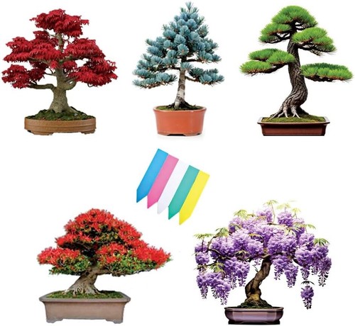 Type bonsai tree - type, kit