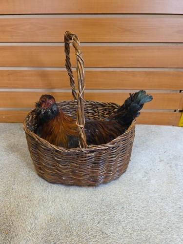 Jvbh46 rooster hen - jvbh46,