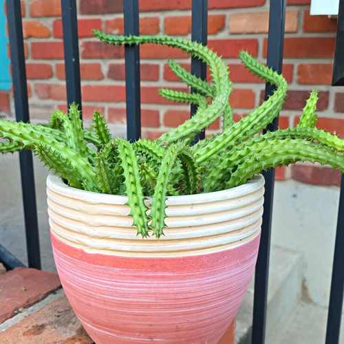 Green stapelia succulent spiky - stapelia,