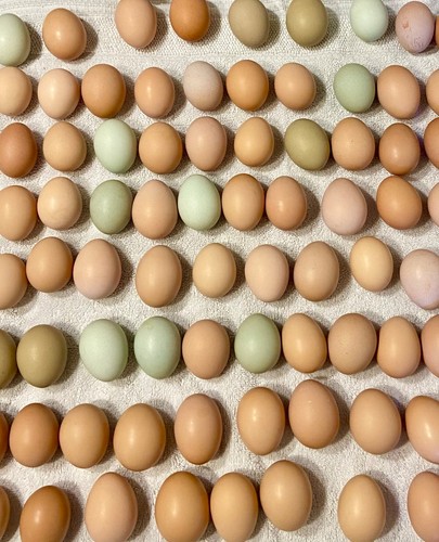 Chicken hatching eggs - chicken, eggs,