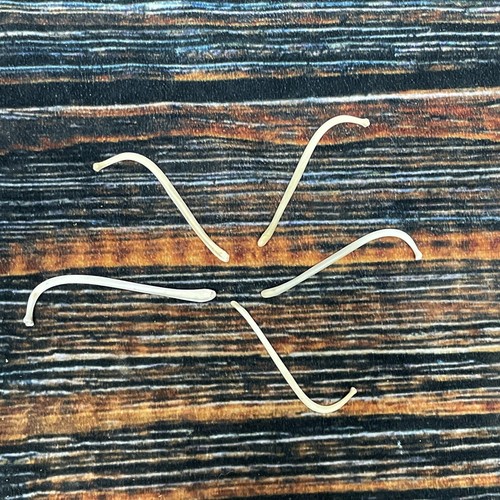 Real raccoon baculum - real,