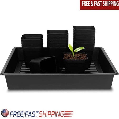 Seedling trays no drain - seedling,