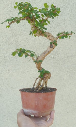 Fukien tea pre bonsai - fukien,