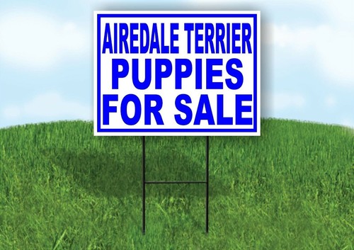 Airedale terrier puppies - airedale,