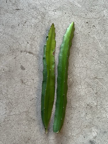 Pcs dragon fruit - dragon,