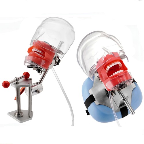 Dental simulator mannequin - us,