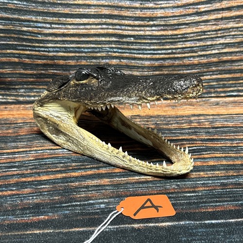 Real alligator head - alligator, unique