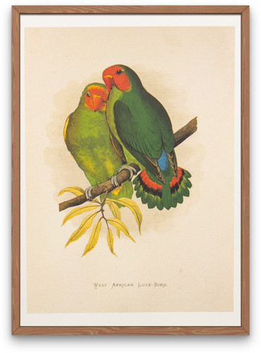 Vintage ornithology lithograph